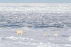 Norway, Svalbard. Polar bear mother and cubs on pack ice in Arctic Ocean. Art Print